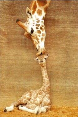 Everythingisa-Okay:  Bouncywalker:  Reblogged For Stasia!  It’s A Giraffes Loving