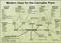 alextheelion-blog:  We have used cannabis since ancient times. The government knows the benefits of hemp. Here we are present day and many people don’t know the truth. The government lies and lies, they try to destroy whats good for us. What a fucked