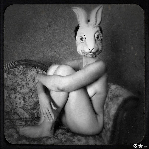 Rabbits&hellip; .ofa. by TOK