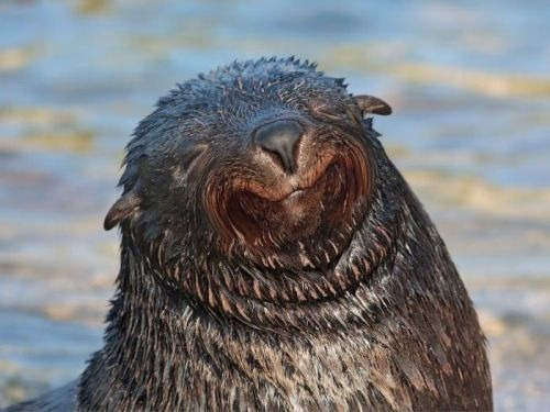 Happy seal :)))