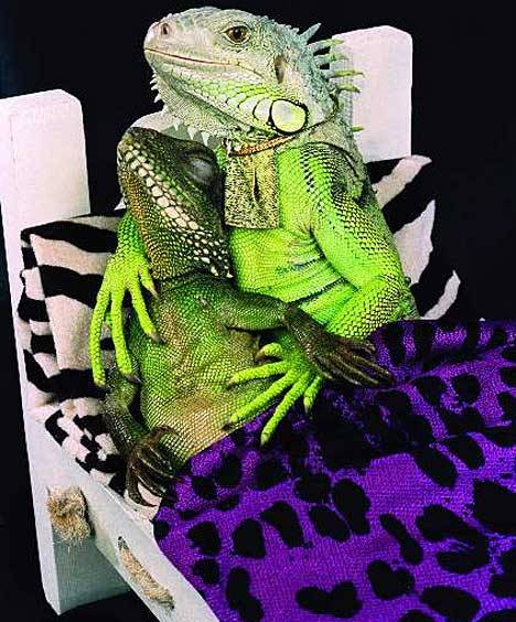 analparade:  iguana love 
