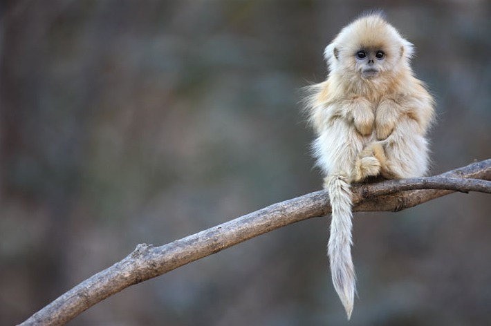 sheyshawsheyshaw:  Not yet two, a golden snub-nosed monkey perches in a highland