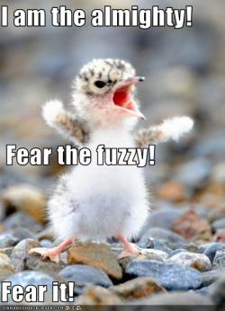 selinakyle-wayne:  whenever i try and and look intimidating, i always feel like i look like this little dude.
