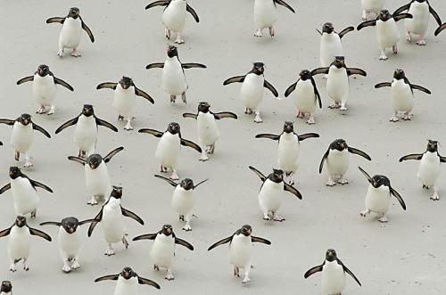 mabelmoments:Group of rockhopper penguins walking on beach, Falkland Islands, by Solvin Zankl/nature