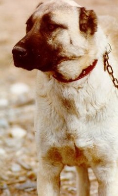 cynicsandtea:  vfvndjnjnsjdnj: KANGAL Might be getting one of these beauties.  it is turkish kennel dog. :)