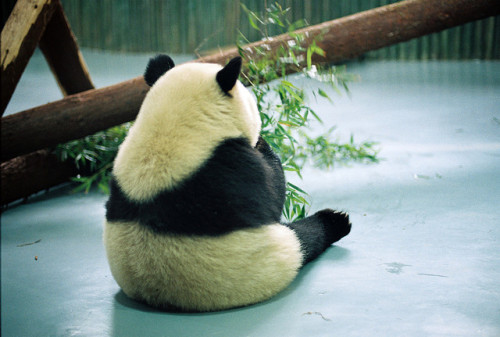 fuckyeahgiantpanda:  Via Freaktard, © Yuki. 