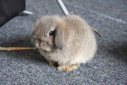 supercute:  theanimalblog: Helga, the 2 month old mini lop. 