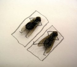 beach flies