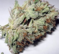 thatsgoodweed:  hindu kush 