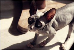 Yeah Sphynx Cats, Yeah!