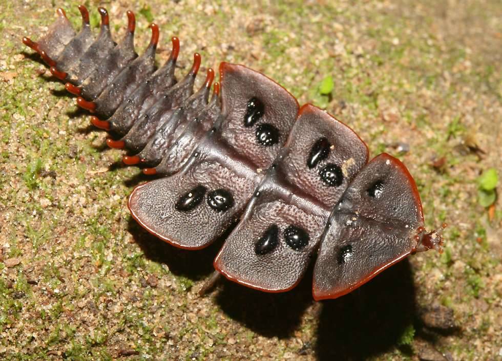 animals, animals, animals — TRILOBITE BEETLE (female) (Duliticola hoiseni)  -...