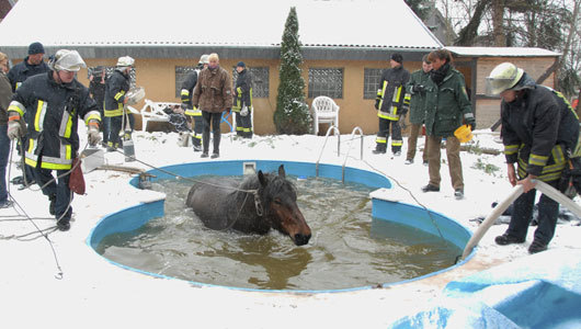 Horse rescued from suburban New York swimming pool