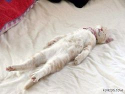 kittenskittenskittens:  Funzug.com | Its The Weekend, So Relax Baby! | Weekend, Rest, Relax, Totally, 