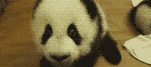 I love Pandas, they're so chill. They're like "Dude, racism is stupid. I'm White,