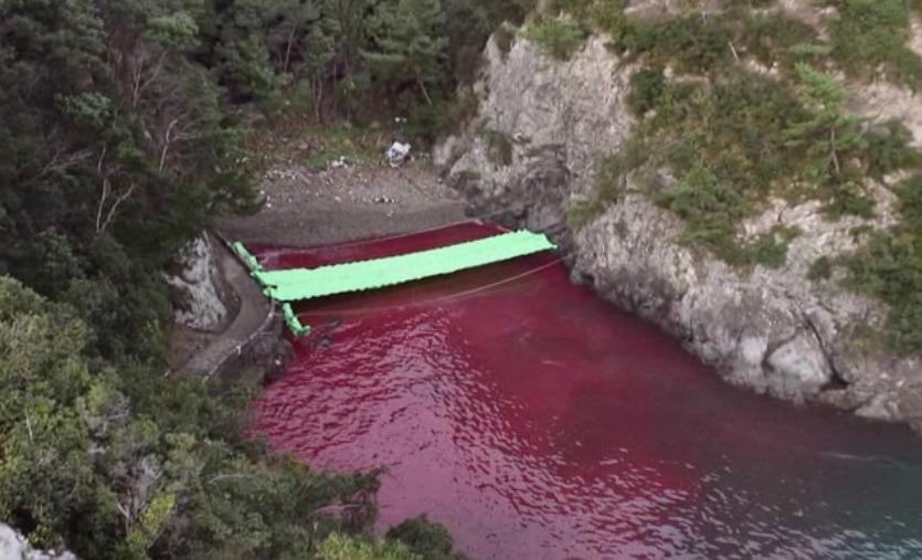 veggieparadise:  rybrator:  RAISE AWARENESS  What you see up top is a Cove in Taiji