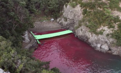 Veggieparadise:  Rybrator:  Raise Awareness  What You See Up Top Is A Cove In Taiji