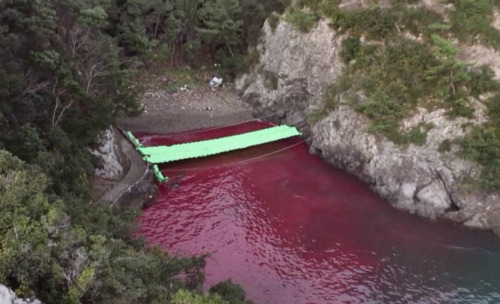 veggieparadise:  rybrator:  RAISE AWARENESS  What you see up top is a Cove in Taiji Japan. This cove is covered in blood for most of the year. Where is the blood from? Dolphins. The Cove exposes the slaughter of more than 20,000 dolphins and porpoises