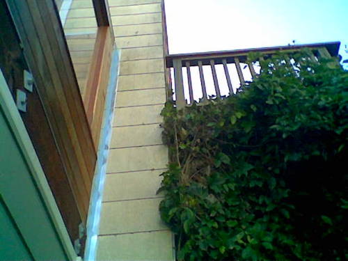 A Close-up Shot Of The Trumpet Vine Away From The Upper Deck Which Is What The Client Wanted. SUCCESS!