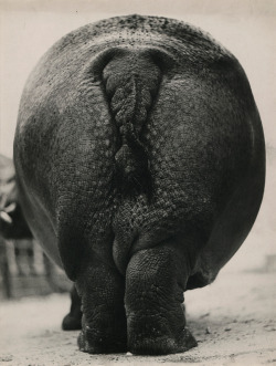 Lotus aft photo by Bob Wallace, 1937via: George Eastman House