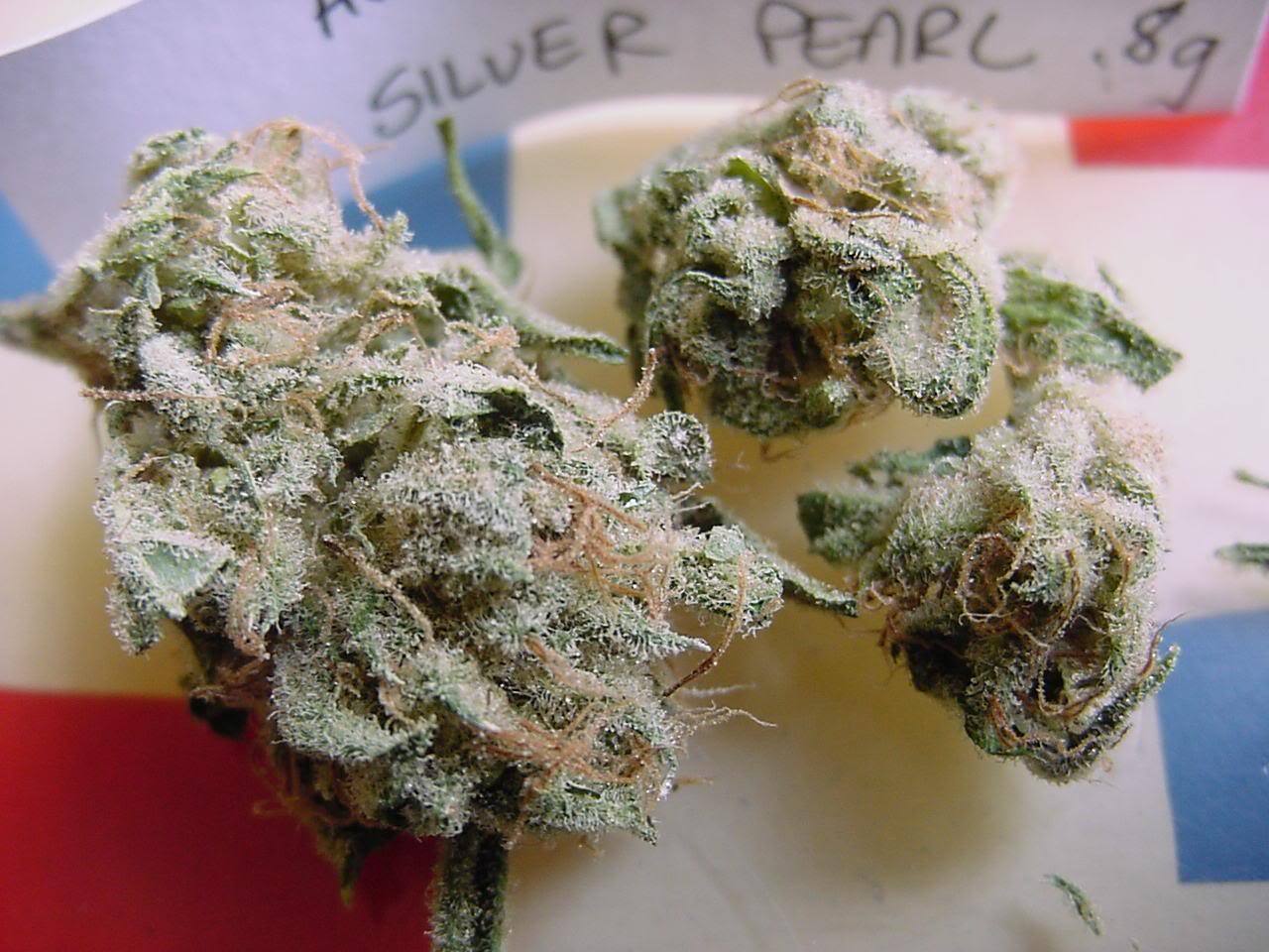 thatsgoodweed:  silver pearl 