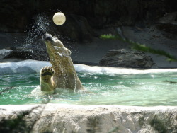 Bronx Zoo last summer:D