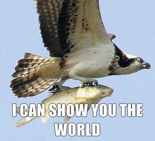 Funny Pictures