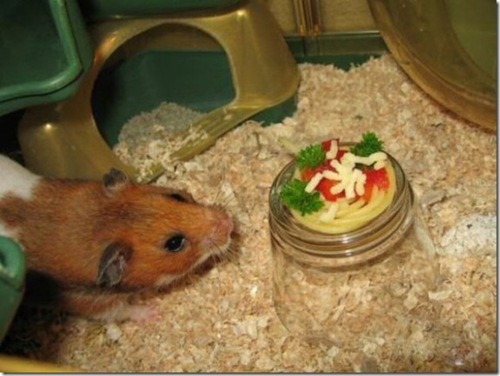 Spaghetti for a little friend.