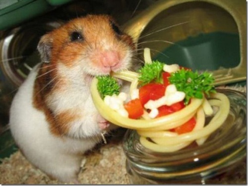 XXX Spaghetti for a little friend. photo