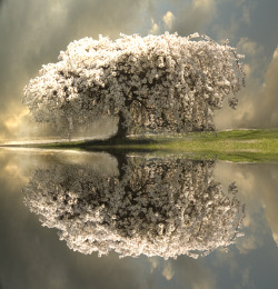 dangel799:
“ Glory of Spring by believer9 ~ This is so beautiful :)
”