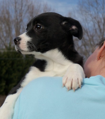 Beansprout is maybe a Corgi / Border Collie mix puppy, and is looking for a home in Sussex, NJ. Why isn’t he home with you yet?
(Click here for a library of mutts with that mix. Spectacular, right?)