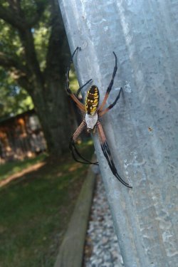 mysteryfingers:  I just found this bad boy outside, and immediately thought to myself: “UH HUH! YOU KNOW WHAT IT IS BLACKANDYELLOWBLACKANYELLOWBLACKANYELLOWBLACKANYELLOW” 