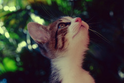 dreamcats:  (by Claudia Martínez)  dat everything