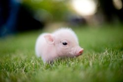 bbloves23:  Awwww mini piggy. ^_^  Alguém