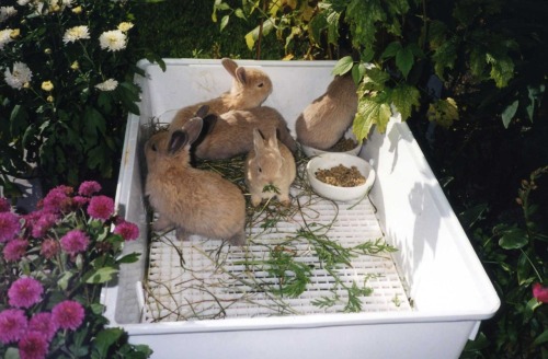 posys: lemonescent: it’s bunnies in a garden i’m overwhelmed BUNNIES