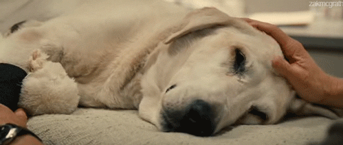 15things4u:  When an animal dies that has been especially close to someone here,