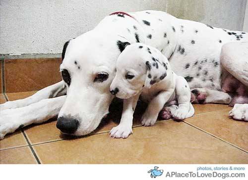 aplacetolovedogs:  Cute puppy Dalmatian snuggles up to mommy Original Article 
