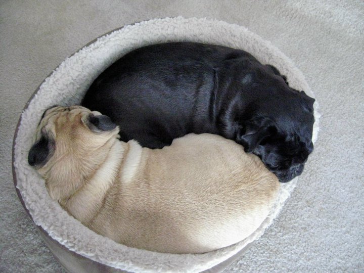 dannybrito:  cutepugpics:  The super advanced, double pug snuggle! (via sodeceroulas)