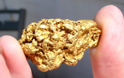 gold-prospecting:  Gold nugget