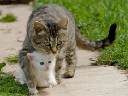 miezekatzen: I protect you catasters Somebody in the off is looking for serious trouble&hellip;