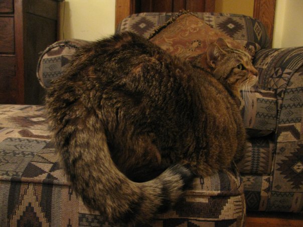 pudgykitties: Jagalisious. Miss you bb.  Showing off his rump. :} Dat kitty bum!