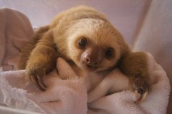 lindsey831:  My future baby sloth <3 