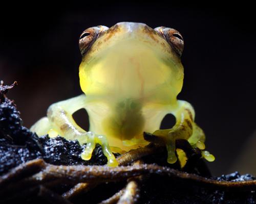 This is called a glass frog because its abdominal skin is highly transparent and viewing it from underneath is like looking at an MRI.