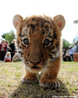 Tiger overload in tumblr lately.  I approve. Wholeheartedly.