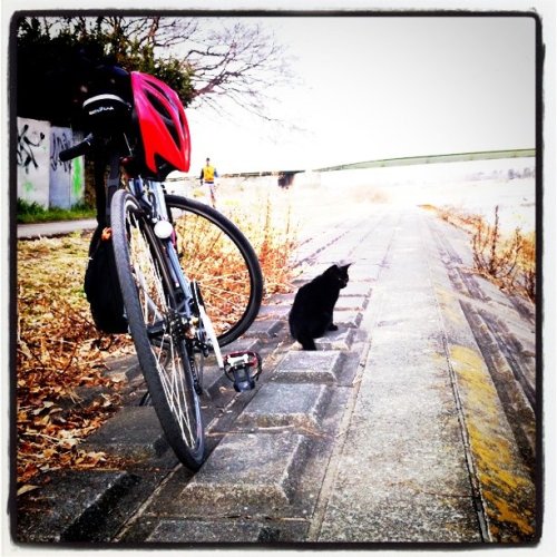 tanigu: my bike with black one. #cat (Taken with Instagram at 多摩水道橋 (Tama-Suido Bridge))