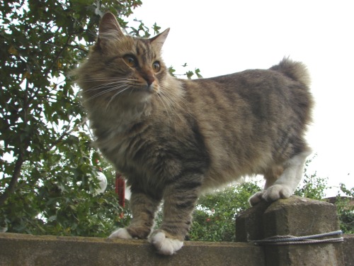 Vi una imagen de un gato y me acordé de Jinxy. La mató un perro, yo justo estaba durmiendo. Cuando la encontré, me quedé