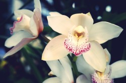 Cheekyblushin:  White Orchids, Sherman Gardens, Corona Del Mar, Ca 