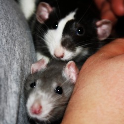 effyeahrats:  my two rats Tiny &amp; Tessy, they mean the world to me  ♥ 