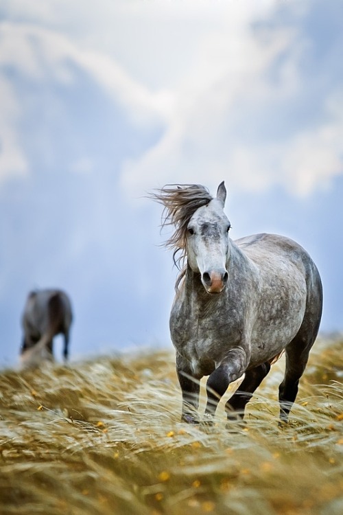 shogunpassion:  Wild horses by Vedran Vidak