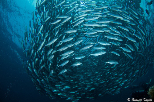 Schooling Jacks at USS Libery Wreck; Tulamben, Bali Canon 7D (by Russell Taylor)