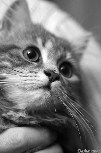 kittenskittenskittens:  15 Kittens - Amazing Black and White Photos 